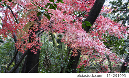 Autumn leaves of Yusuzen Autumn leaves of Yusuzen 134291093