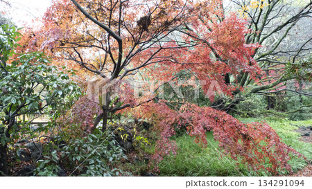 Yusuzen秋葉 134291094