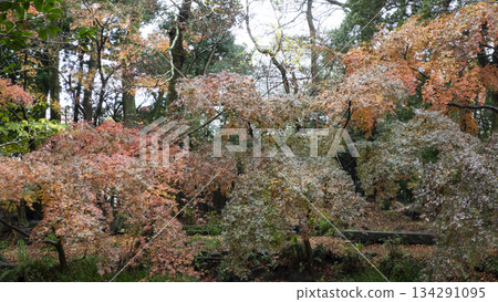 Autumn leaves of Yusuzen Autumn leaves of Yusuzen 134291095