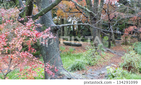 Yusuzen秋葉 Yusuzen秋葉 134291099