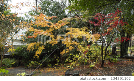 Yusuzen秋葉 134291102