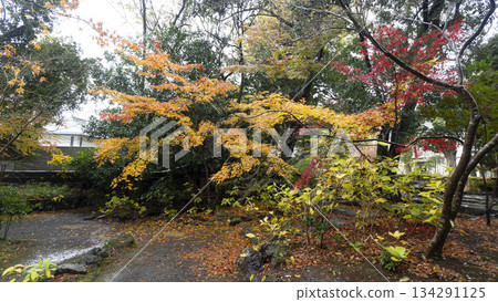 Yusuzen秋葉 134291125