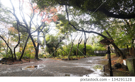 Autumn leaves of Yusuzen 134291128