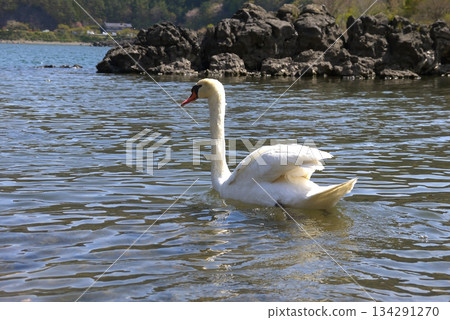   Swan in Lake Yamanaka 134291270