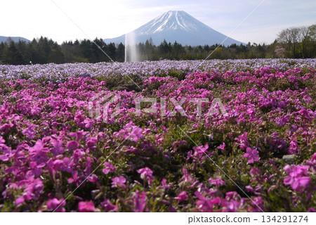 富士芝櫻花節的風景 134291274
