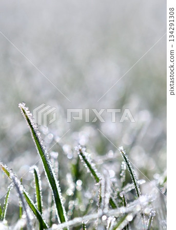 Hoarfrost glittering on fresh green grass in a winter garden, reflecting cold sunlight and creating a serene, icy landscape 134291308