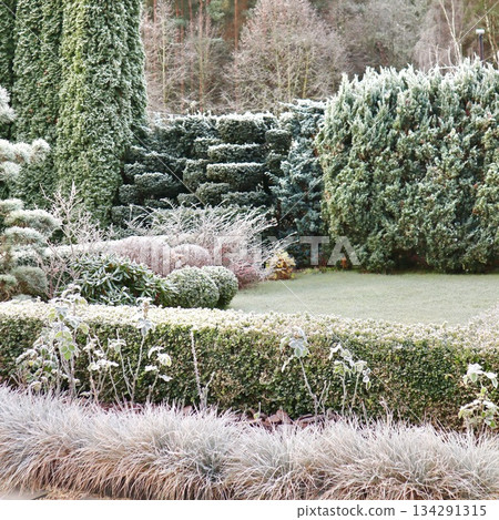 Winter garden landscape with hoarfrost covering natural ornamental shrubs, hedges, and evergreen plants Winter garden landscape with hoarfrost covering natural ornamental shrubs, hedges, and evergreen plants 134291315