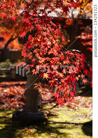 An autumnal autumnal image An autumnal autumnal image 134291323