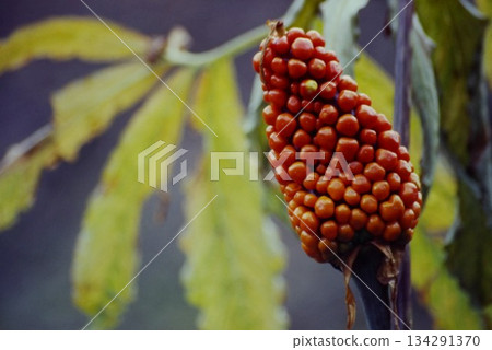 The fruits of the Japanese serpent lily add color to the autumn scenery of Mount Akagi's Onuma Lake 134291370