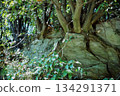 Trees with roots in rocks and green scenery of Satoyama 134291371