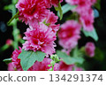 Bright pink flowers 134291374
