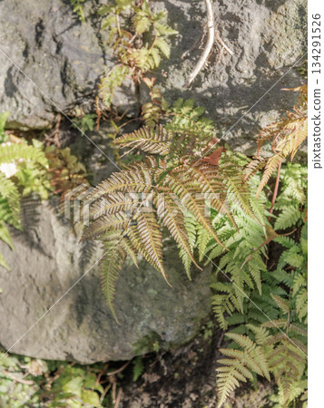 rock fern rock fern 134291526