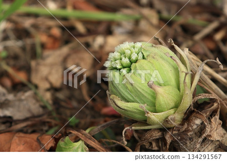 Fukinotou 蜂斗菜芽、蜂斗菜芽可食用野生植物 134291567