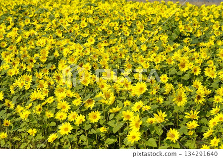 Yellow carpet sunflower field Yellow carpet sunflower field 134291640