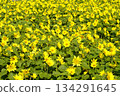 Yellow carpet sunflower field 134291645