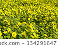 Yellow carpet sunflower field 134291647