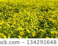 Yellow carpet sunflower field 134291648