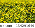 Yellow carpet sunflower field 134291649