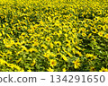 Yellow carpet sunflower field 134291650
