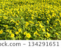 Yellow carpet sunflower field 134291651