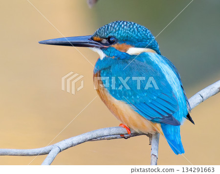 翠鳥棲息在樹枝上 翠鳥棲息在樹枝上 134291663