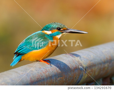 翠鳥瞄準獵物 134291670
