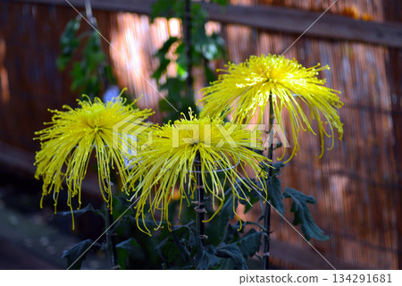 大型菊花(古典菊花)菅物菊花展 大型菊花(古典菊花)菅物菊花展 134291681