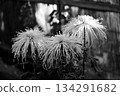 Large Chrysanthemum (Classical Chrysanthemum) Sugamono Chrysanthemum Exhibition Monochrome 134291682