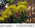 Large chrysanthemum (classical chrysanthemum) Sugamono chrysanthemum exhibition 134291683