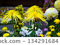 Daikiku (Classical Chrysanthemum) Chrysanthemum Festival 134291684