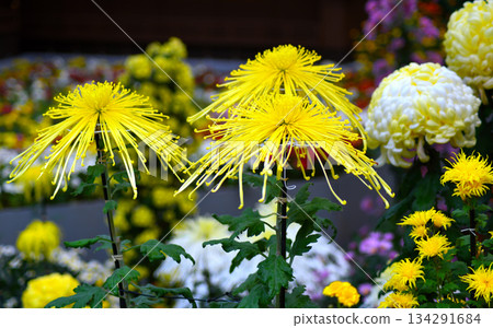 Daikiku (Classical Chrysanthemum) Chrysanthemum Festival 134291684