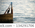 Seabird standing on the end of jetty with sea around during sunset, Portoroz, Slovenia 134291706