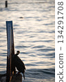Vertical shot of seabird standing on the end of jetty surrounded by sea during sunset, Portoroz 134291708