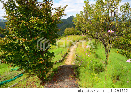 Hatenashi Village (Totsukawa Village, Yoshino District, Nara Prefecture) 134291712