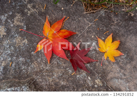 Maple leaves fallen to the ground 134291852