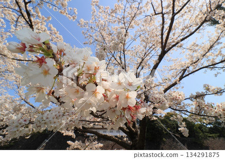 Cherry blossoms in full bloom signal the arrival of spring in Japan Cherry blossoms in full bloom signal the arrival of spring in Japan 134291875