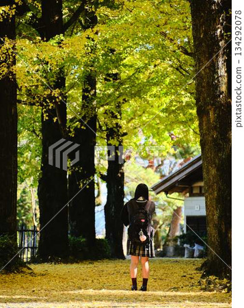 High school girls taking photos in the ginkgo tree-lined street High school girls taking photos in the ginkgo tree-lined street 134292078