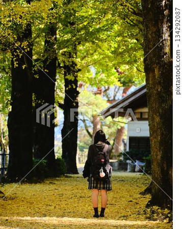 High school girls taking photos in the ginkgo tree-lined street High school girls taking photos in the ginkgo tree-lined street 134292087