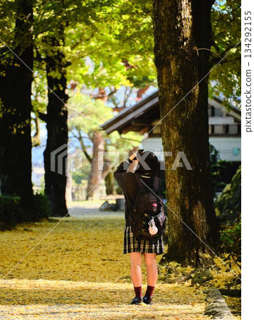 High school girls taking photos in the ginkgo tree-lined street 134292155