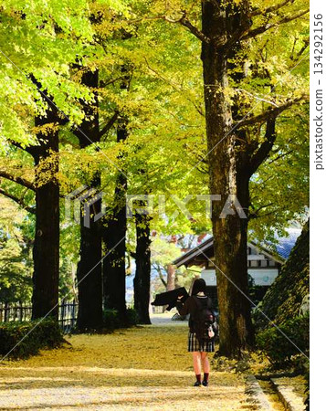 High school girls taking photos in the ginkgo tree-lined street High school girls taking photos in the ginkgo tree-lined street 134292156