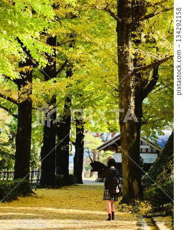 High school girls taking photos in the ginkgo tree-lined street High school girls taking photos in the ginkgo tree-lined street 134292158