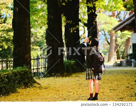 High school girls taking photos in the ginkgo tree-lined street 134292171