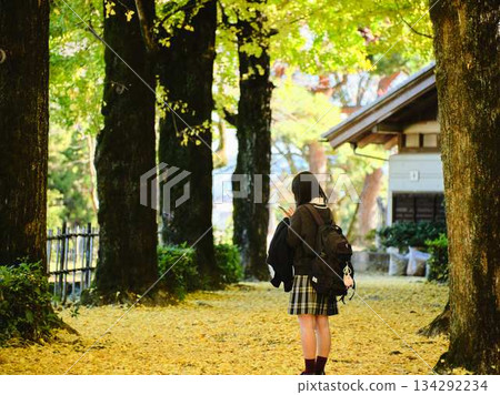 High school girls taking photos in the ginkgo tree-lined street 134292234