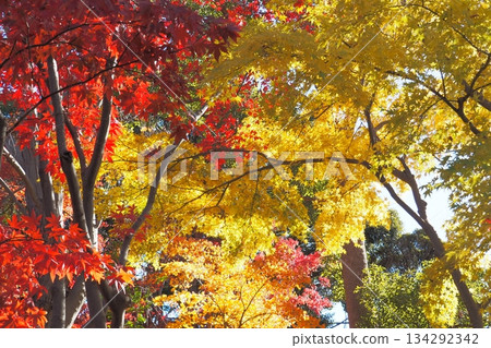 絢麗的秋葉,秋景,初冬 絢麗的秋葉,秋景,初冬 134292342