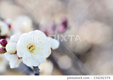 Spring coming 134292374