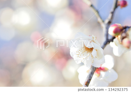 Spring coming Spring coming 134292375