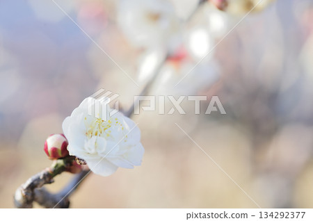 Spring coming 134292377