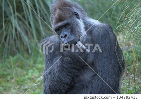 一隻困惑的大猩猩，不知道該如何解決這個問題。 134292415