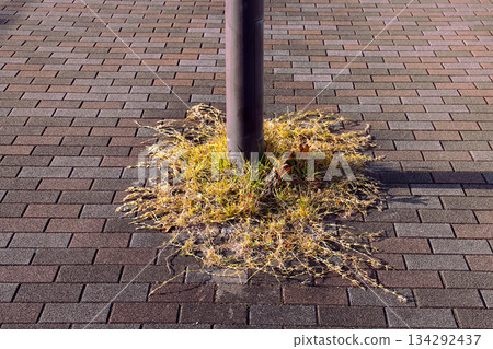 Weeds growing at the base of the support 134292437