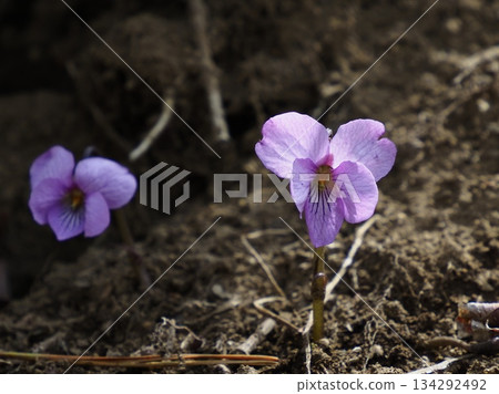 春山間盛開的曙紫羅蘭 134292492